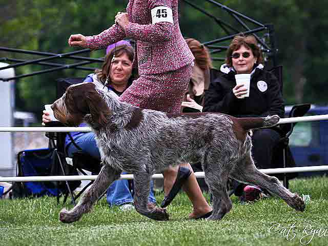 Bruno our spinone gating at the SCOA 2012 Nationals