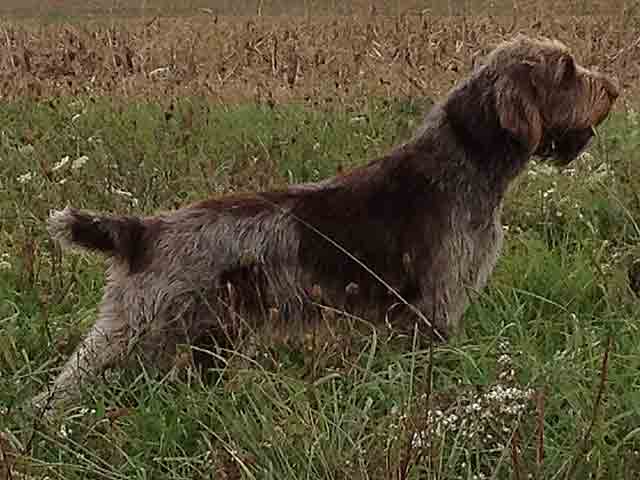 Maggie a Spinone Italiano