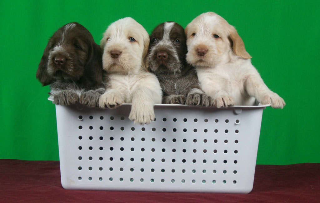 Spinone Italiano Puppies Bella E Bravo Kennel