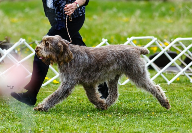 Flora gaiting Spinone