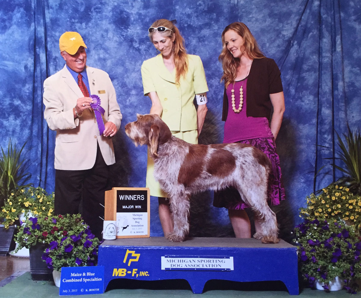 Tessi Spinone Italiano