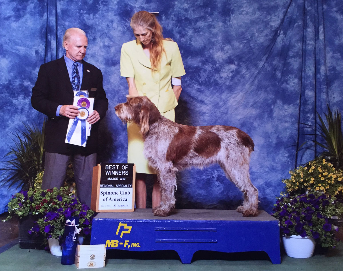 Spinone Italiano puppy